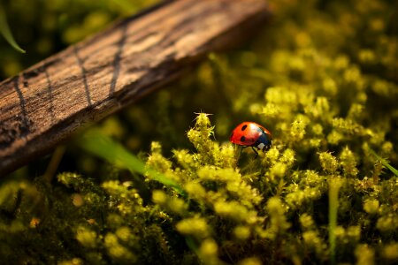 Ladybird insect plants photo