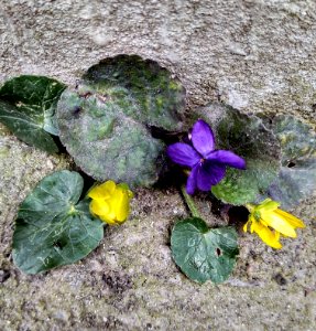 Flowers on concrete: incompatible, unique and extraordinarily stylish photo