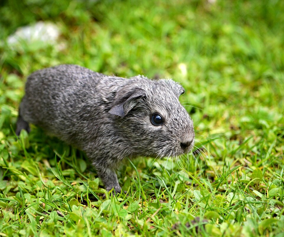 Silver black and white agouti nager