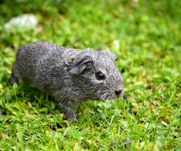 Silver black and white agouti nager