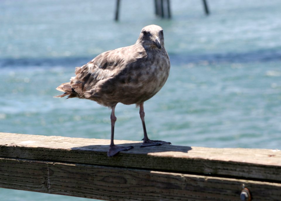 7001 juvenile western gull munsel odfw