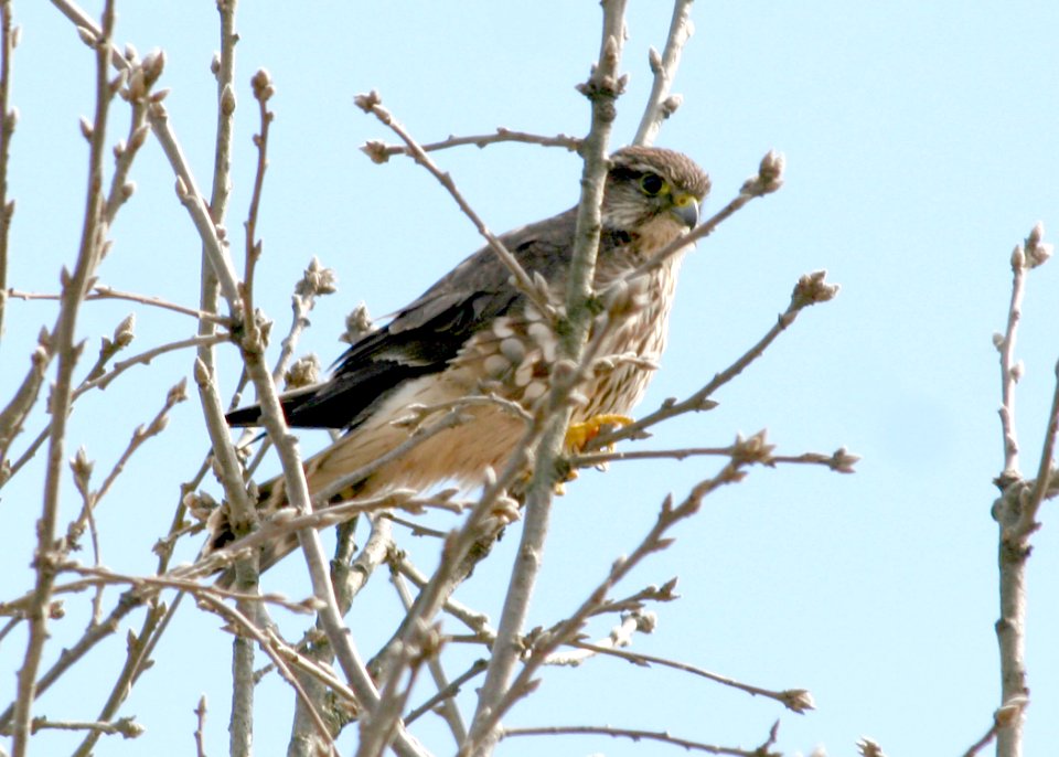 4043 prarie falcon munsel odfw
