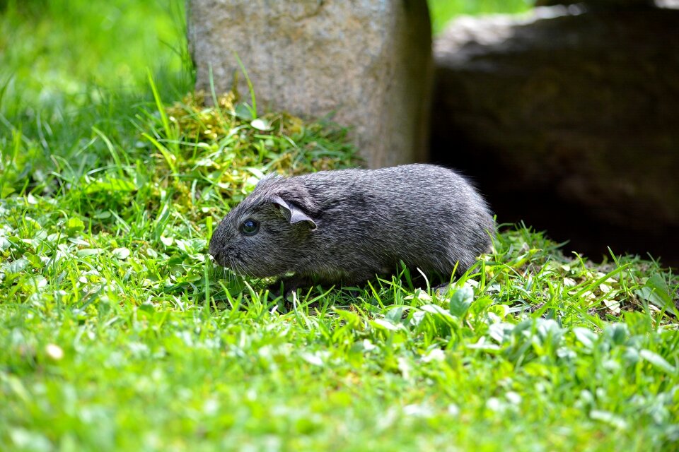 Black-cream-agouti nager rodent