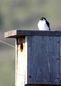 4271 violet green swallow photo