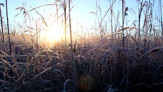 Frosty photo