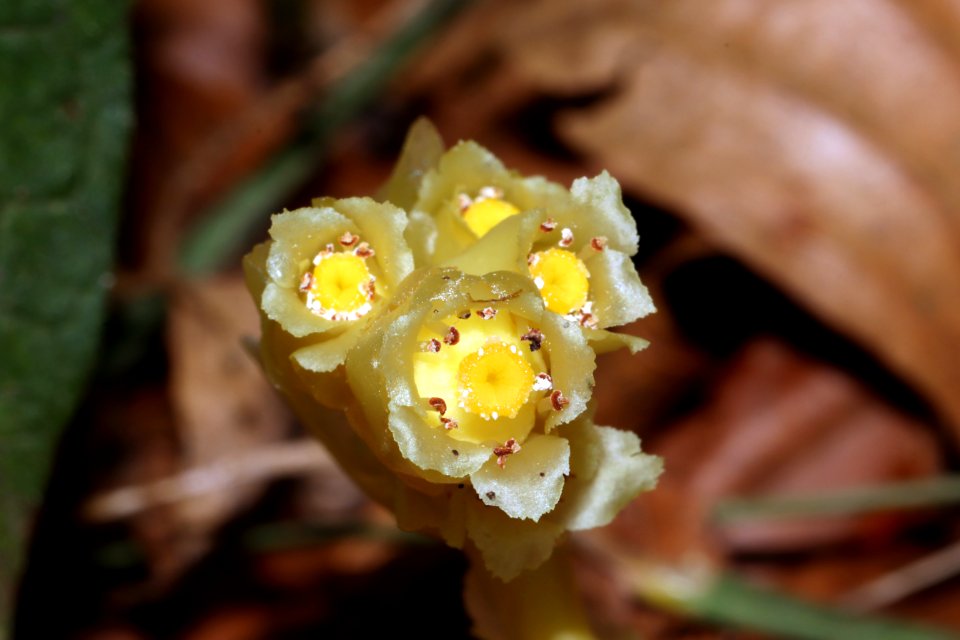 Monotropa hypophegea Wallr.