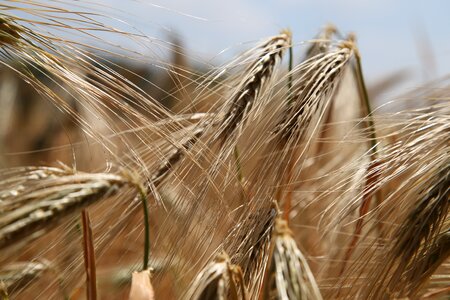 Wheat spike ears of corn ears cereals