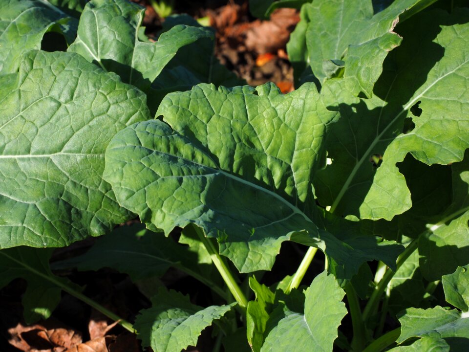 Field agriculture brassica napus photo