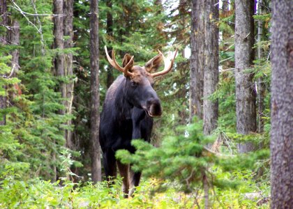2213 bull moose matthews odfw photo