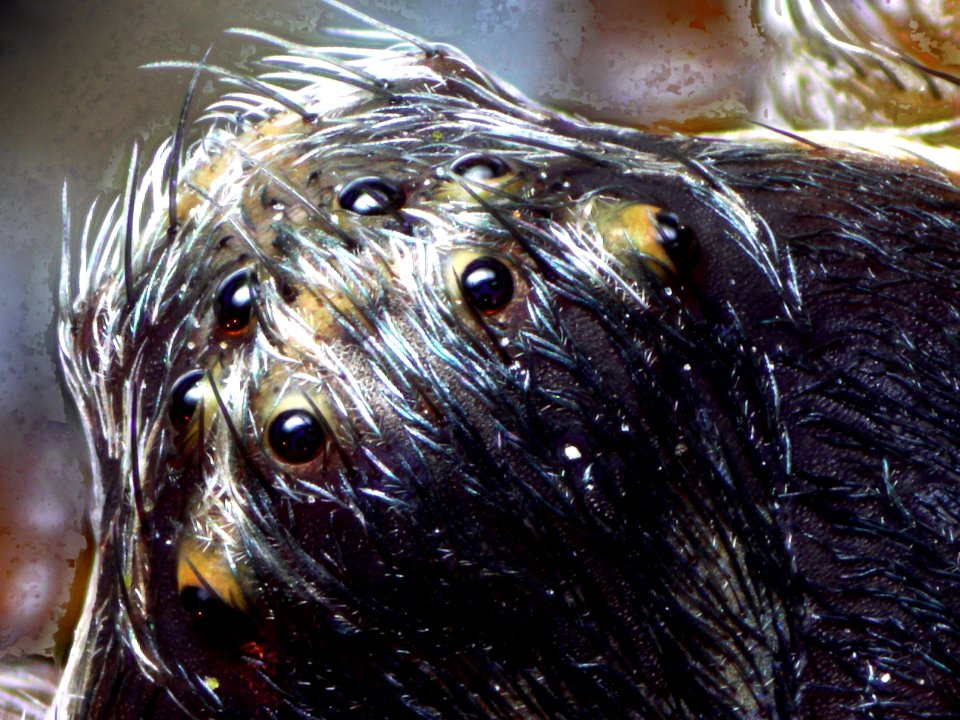 Spiders face1.18.30 ZS DMap