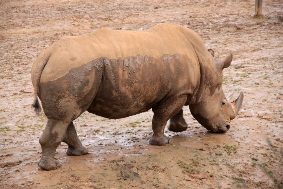 Wild rhinoceros mammal