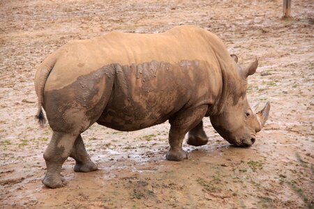 Wild rhinoceros mammal photo