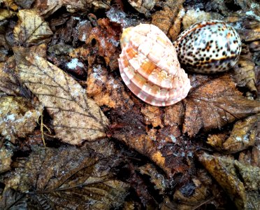 Sea of leaves photo