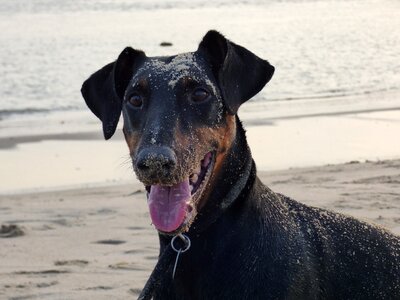 Fun pet sand photo