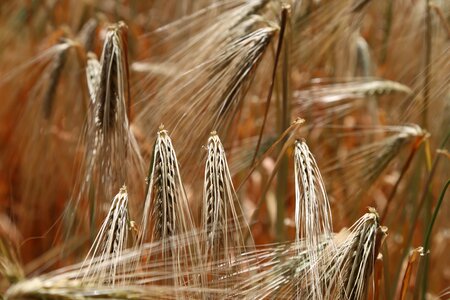 Wheat spike ears of corn ears cereals
