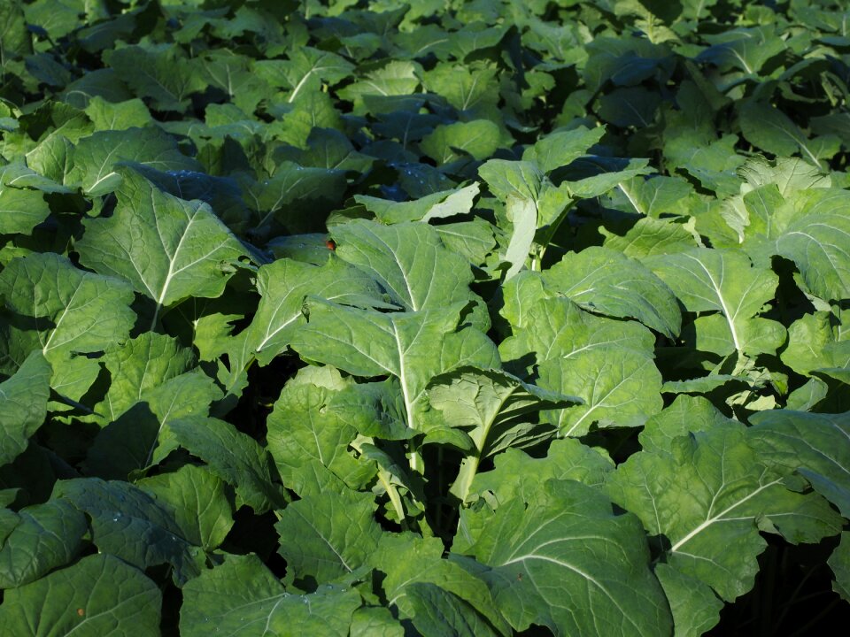 Winter oilseed rape green manure field