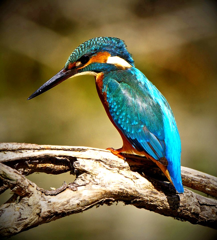Martin pescatore Kyngfish