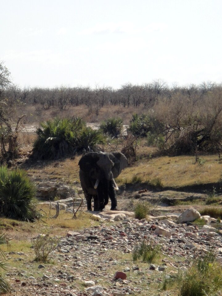 Mammals proboscis national park