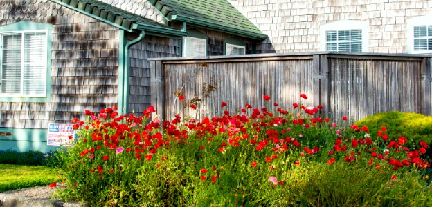 Poppies