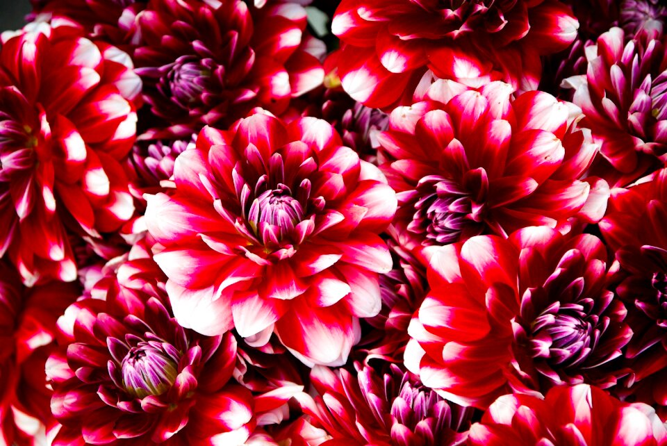Red petals bouquet