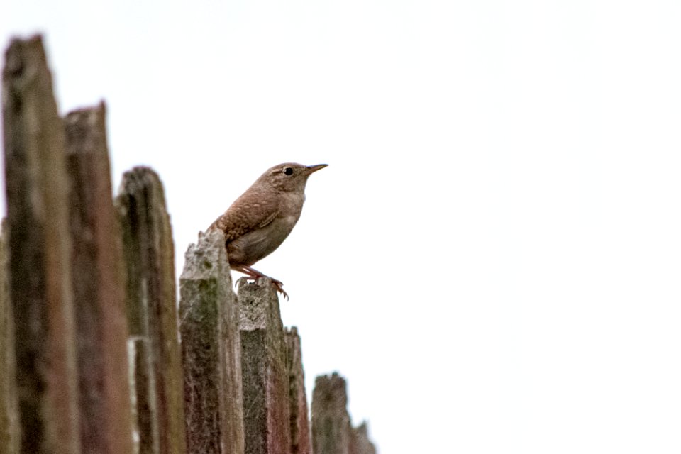 ... our singing neighbor : )