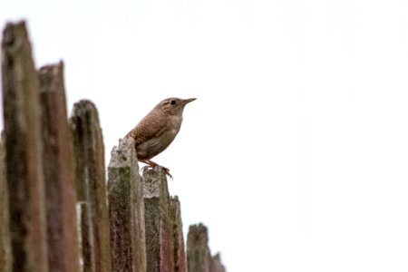 ... our singing neighbor : ) photo