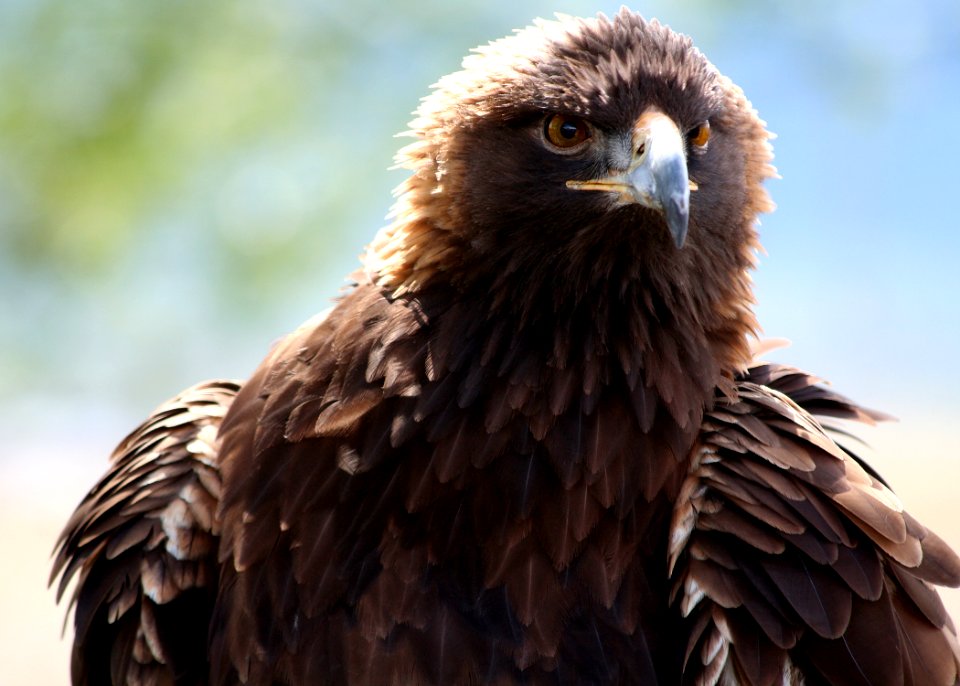 4618 golden eagle face munsel odfw