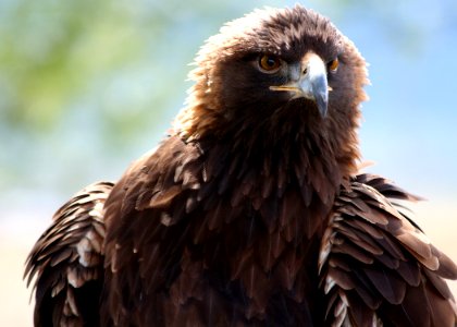 4618 golden eagle face munsel odfw photo