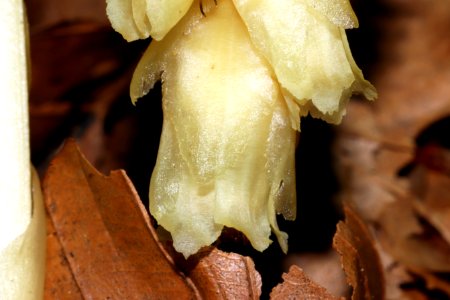 Monotropa hypophegea Wallr.