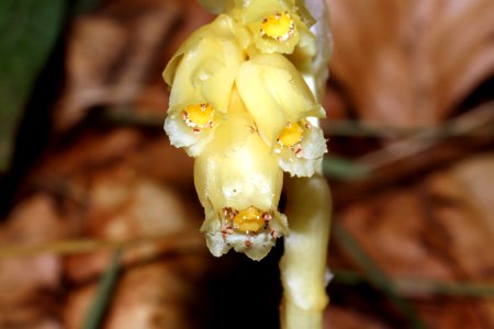 Monotropa hypophegea Wallr.