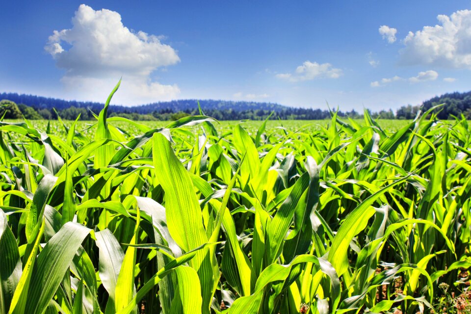 Agriculture green cereals