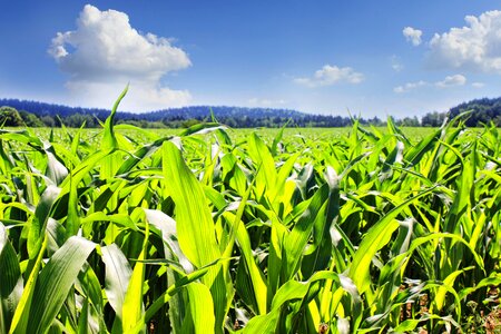 Agriculture green cereals photo