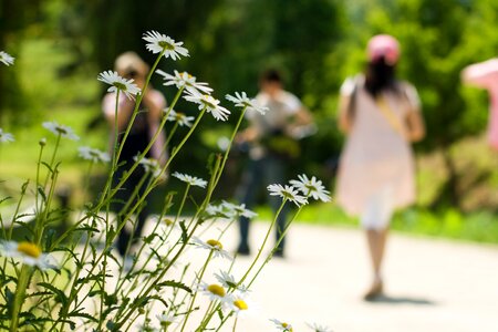 Daisy people summer