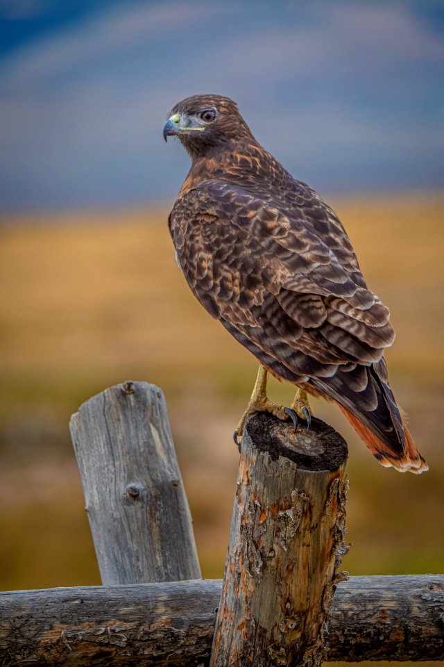 20190911-FS-PJK-01647 TONED