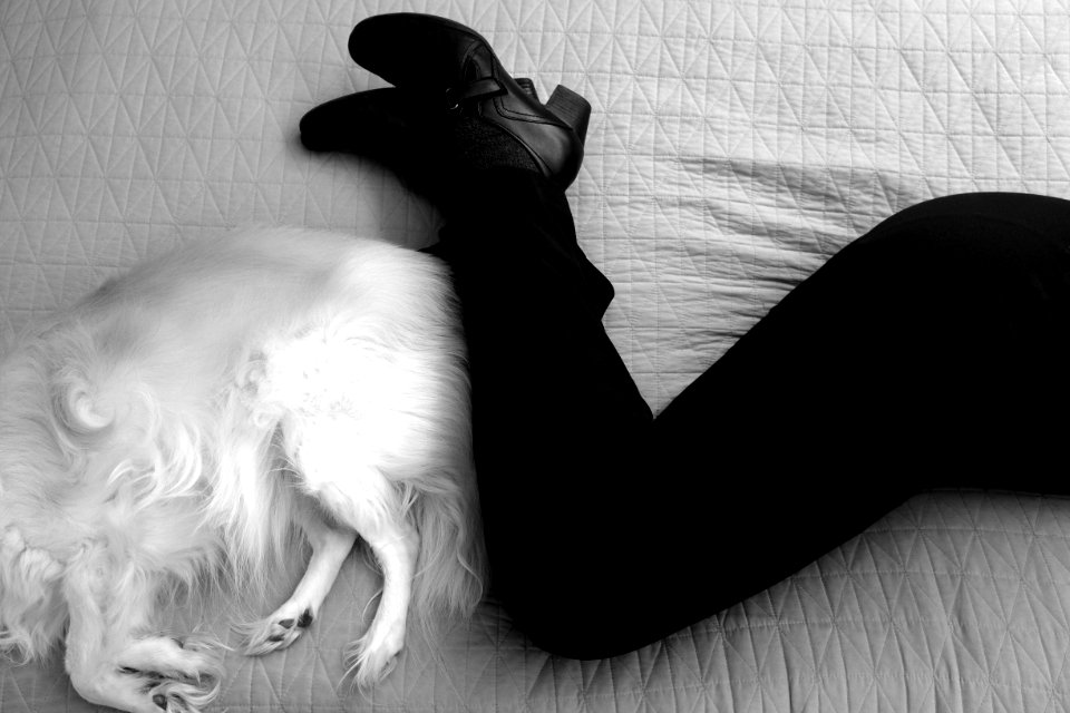 What's Black and White and Has Six Legs?