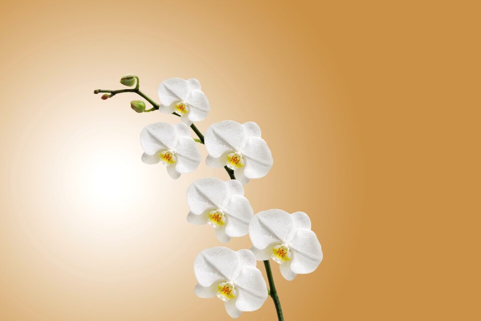 Plant flowering flora