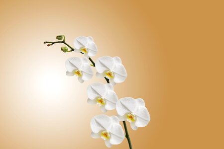 Plant flowering flora