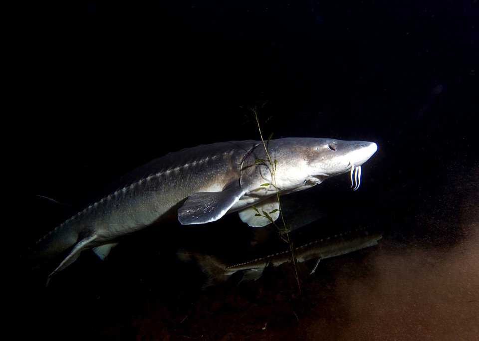 4776 white sturgeon swart odfw