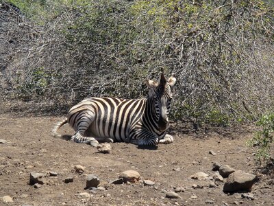 Safari black and white national park