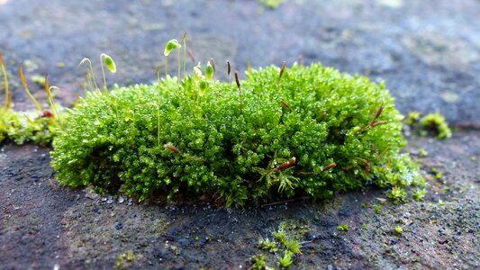 Close up green nature