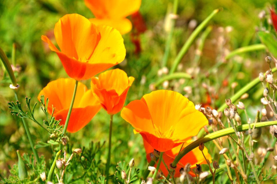 Poppy nature meadow flower photo