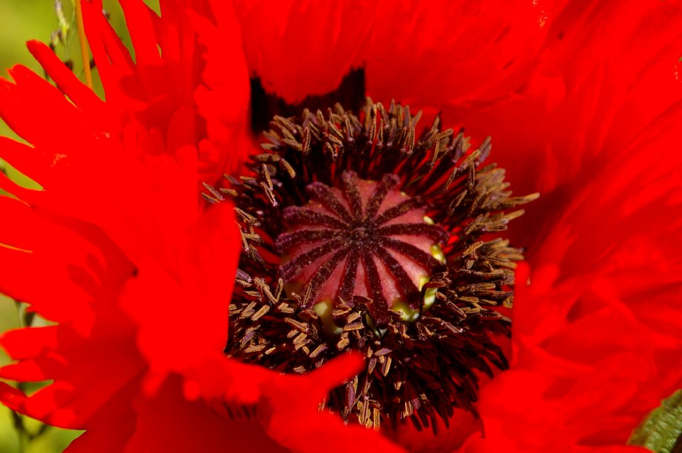 Poppy red red poppy photo