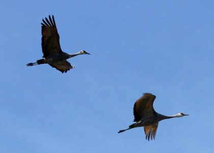 0155 sandhill crane munsel ODFW photo