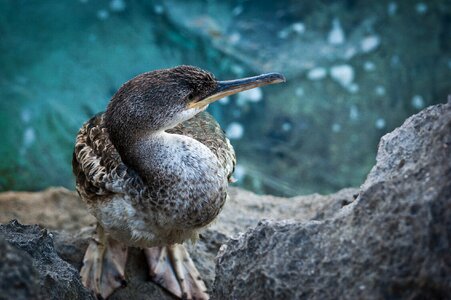 Nature water seagull photo