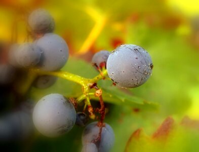 Violet macro fruit