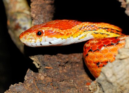 Reptile animal species