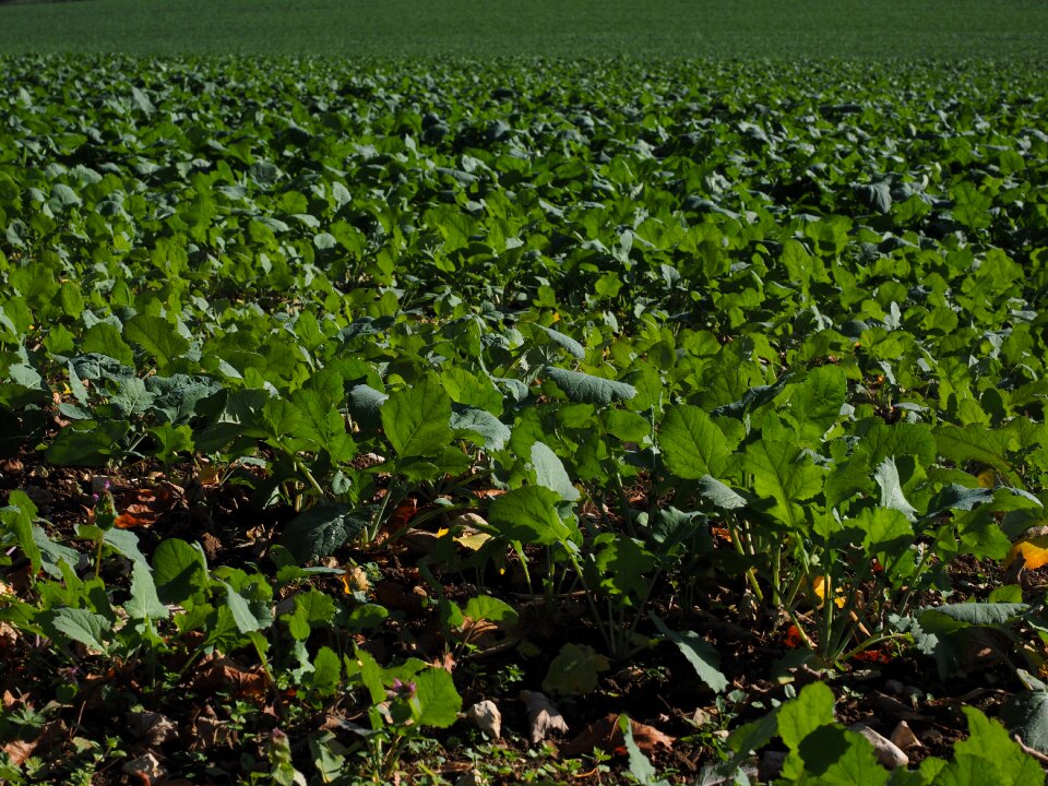 Field agriculture brassica napus