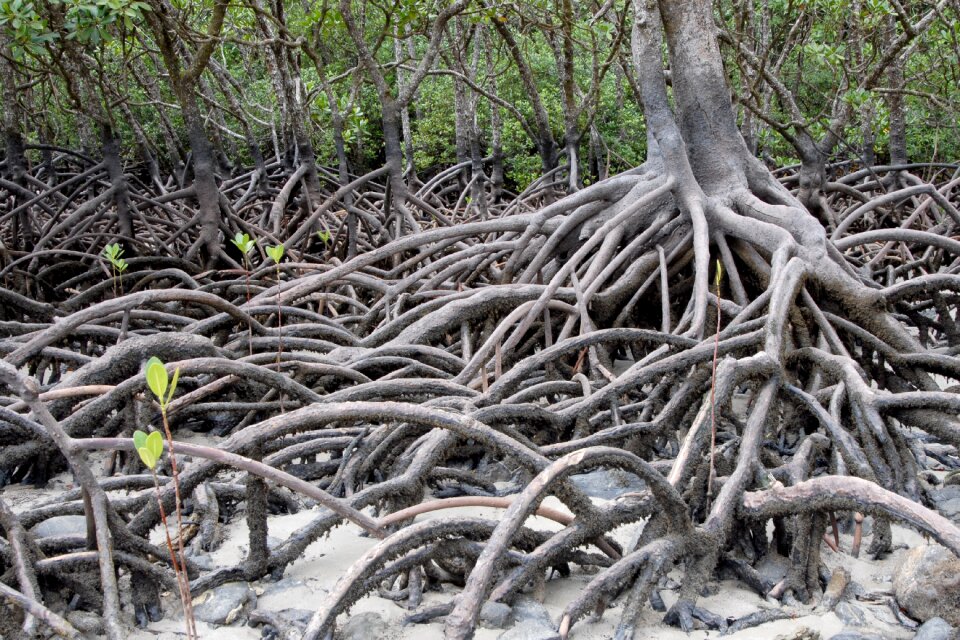 Australia mangroves plant
