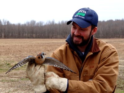 American Kestrel 2013 photo