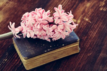 Pink spring flower book photo